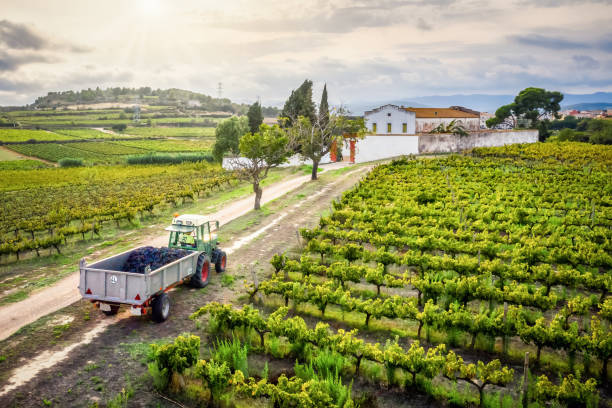 traktor voller trauben im weinberg - winemaking stock-fotos und bilder