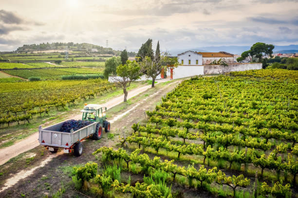 tractor full of grapes leaving the vineyard at sunset