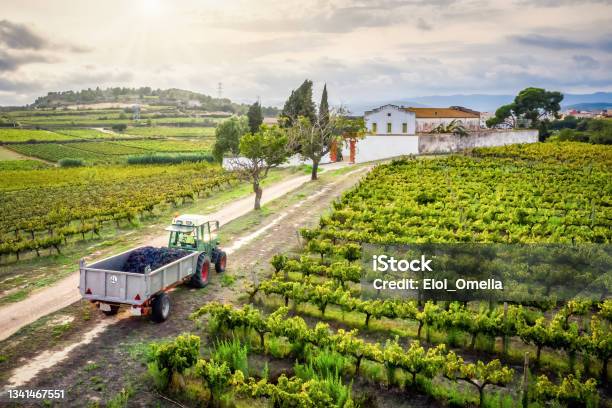Tractor Full Of Grapes In The Vineyard Stock Photo - Download Image Now - Vineyard, Farm, Agriculture