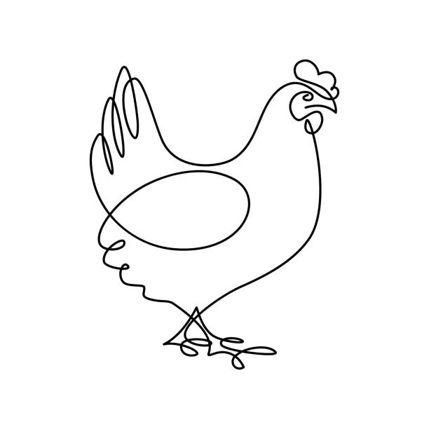 Chicken Hen in continuous line art drawing style. Chicken minimalist black linear sketch isolated on white background. Vector illustration chicken stock illustrations