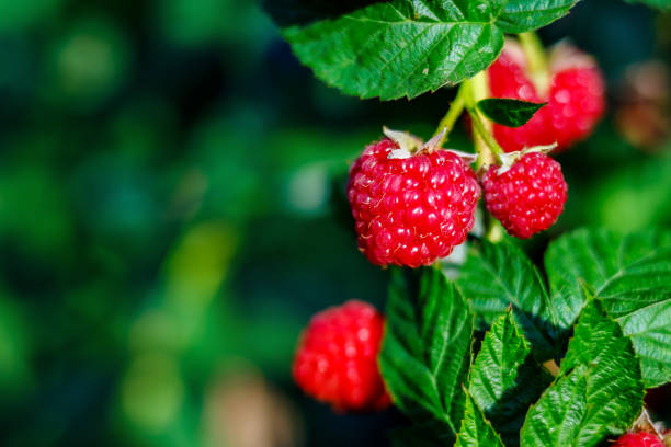 istock Red ripe raspberries hang on a green bush on a bright sunny day. Background 1341467701