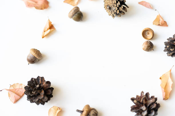 istock dry leaves, cones and acorns on a white background 1341467827