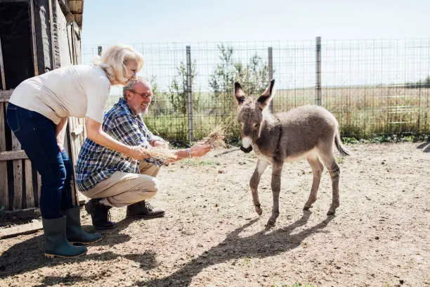 Photo of Senior couple feeding a little donkey on their farm