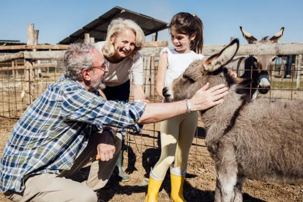 Photo of Girl cuddling little donkey and enjoying with grandparents on the farm