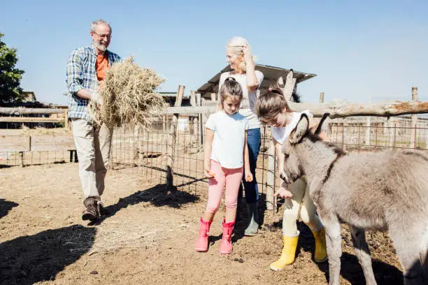 Photo of Girls enjoying on the farm with donkeys and helping grandparents to feed them