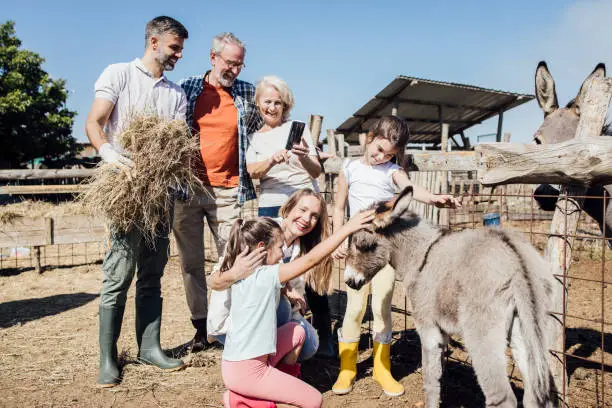 Photo of Two girls feeding a baby donkey with their family on the farm