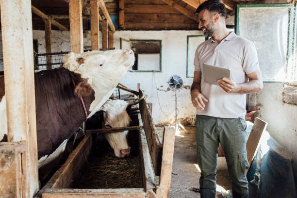 istock Farmer using tablet and enjoying with cattle on his farm 1341468789