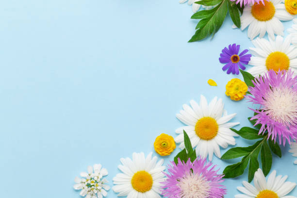 istock Various colorful garden flowers over blue background 1341470453