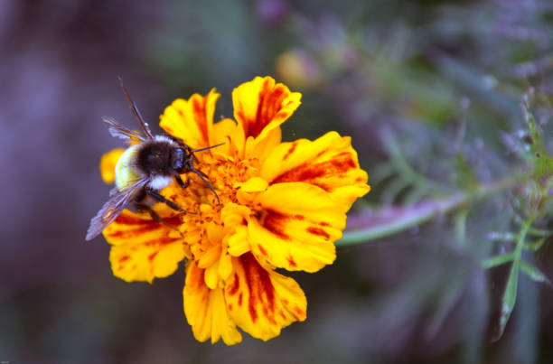 Front view of a honey bee sitting on a marigold flower.