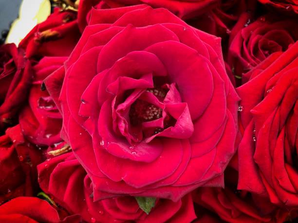 istock Bouquet of fresh roses, flower bright background. 1341470699