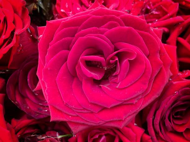 istock Bouquet of fresh roses, flower bright background. 1341470759