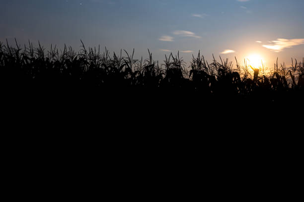 istock Corn stalks silhouetted against the evening sky in a field. 1341471996