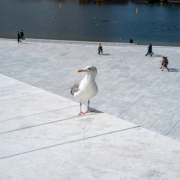 istock Close up of a seagull 1341472122