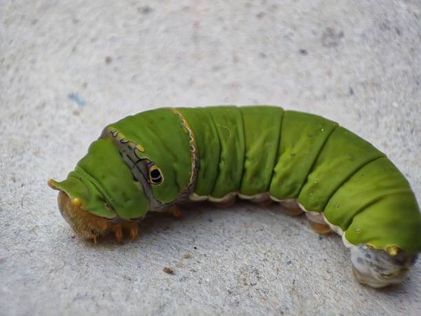 istock Closeup view and selective focus of a caterpillar 1341475279