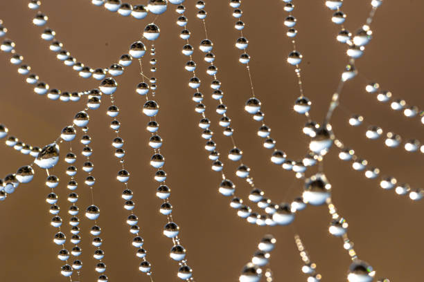 istock Close-up of dew drops on a spider web. 1341475491