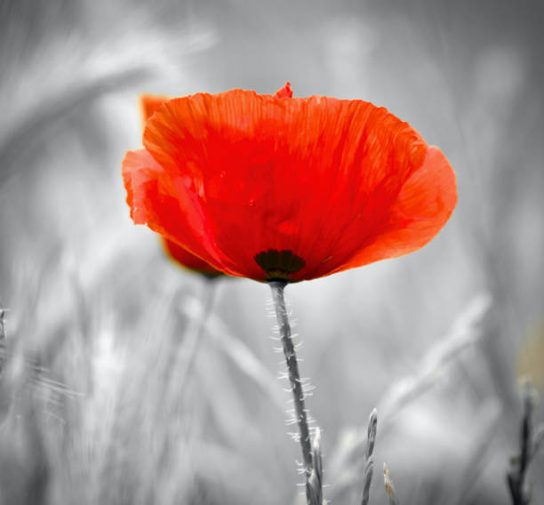 양귀비 색조 - poppy field remembrance day flower 뉴스 사진 이미지