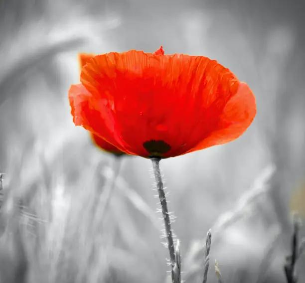 Colour shot of wild poppy with monochrome background showing meadow.