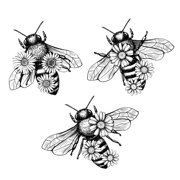 5,800+ Honey Bee Drawing Stock Photos, Pictures & Royalty-Free Images ...