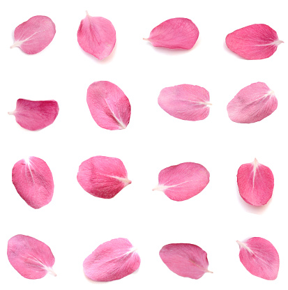 Set of pink flower (apple flower) petals isolated white
