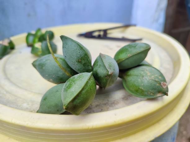 istock Closeup view of Indian almonds 1341476980