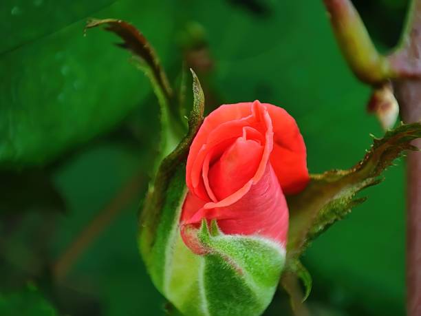 istock Closeup view of red color Rose 1341477024