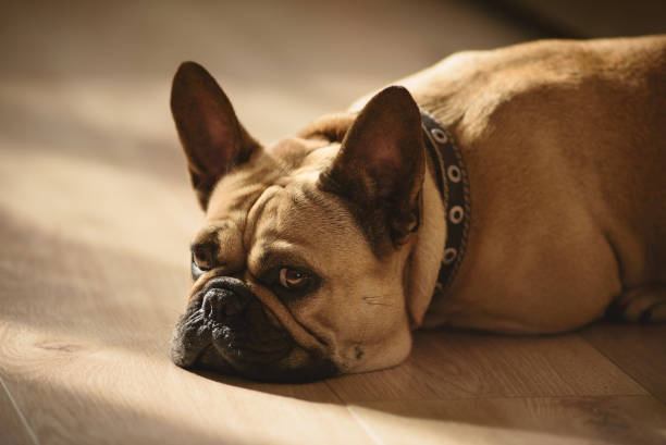 istock French bulldog lying on the floor. hard shadows 1341477803