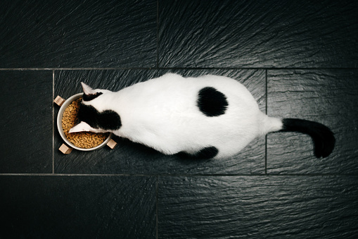 A black and white cat eating food balls from a bowl