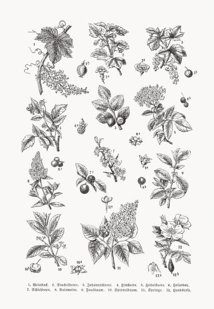 krzewy, drzeworyt, opublikowane w 1889 roku - berry vine stock illustrations