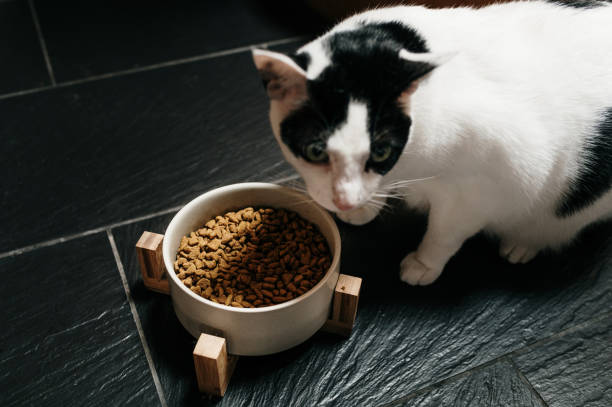 istock Cat eating food balls 1341478079