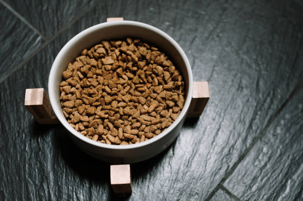 istock Animal food in a bowl 1341478103