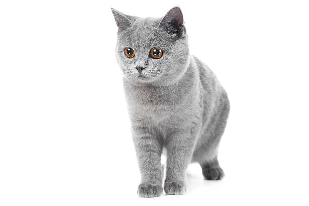 British blue kitten on isolated white stock photo