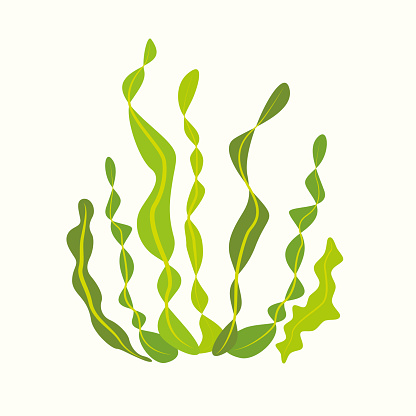 Vector Illustration with a Beautiful bunch of Vector Green Algae Seaweed Underwater Aquatic Plants