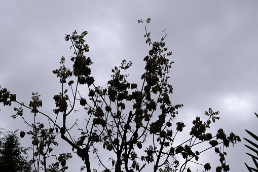 Plant’s Silhouette in raining day