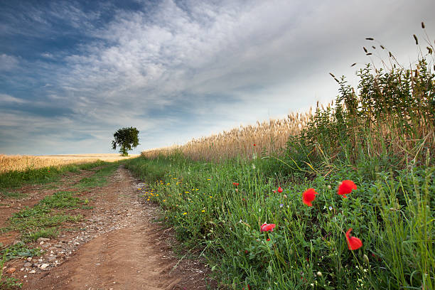 Cereals field with a tree in the background stock photo