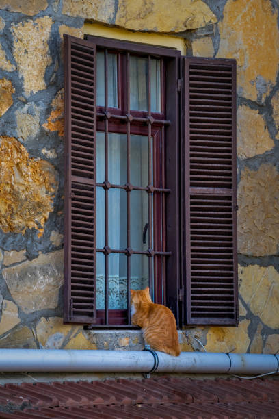 istock A ginger cat sits outside by the window and waits to be allowed inside. 1341482730