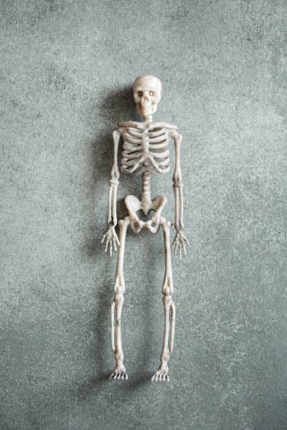 istock Little toy skeleton over grey background, minimalistic Halloween concept 1341482731