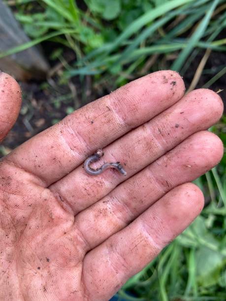 istock Hand holding a small worm in the garden. 1341484699