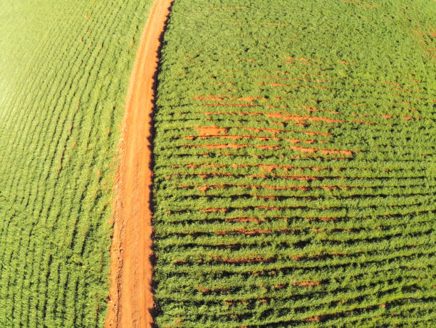 istock Dirty road  with plantation around 1341488193