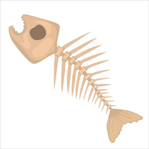 illustrazioni stock, clip art, cartoni animati e icone di tendenza di scheletro di pesce disegnato a mano isolato su sfondo bianco - animal skeleton illustrations