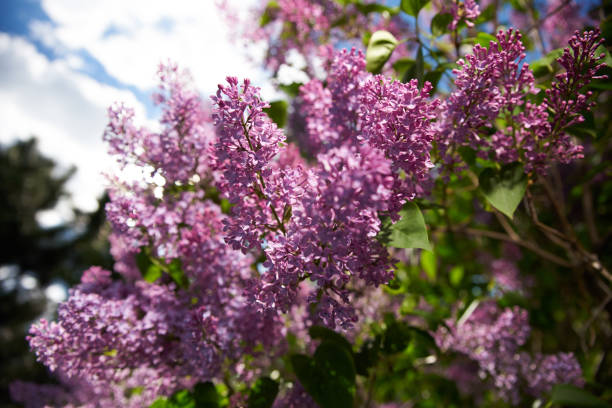 istock Blooming purple lilac outside 1341490049