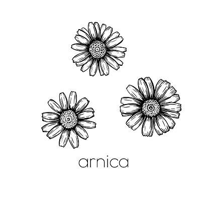 Arnica flower sketch. Hand drawn style. Leaves pattern. Beautiful floral background design. Line art
