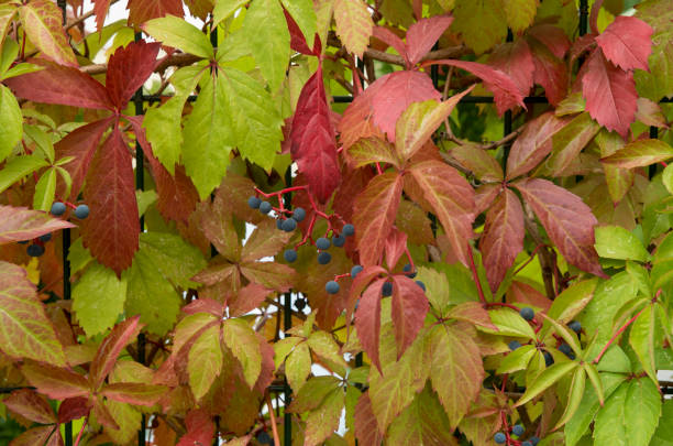istock Colorful leaves and bunch on wild grape close up 1341493719