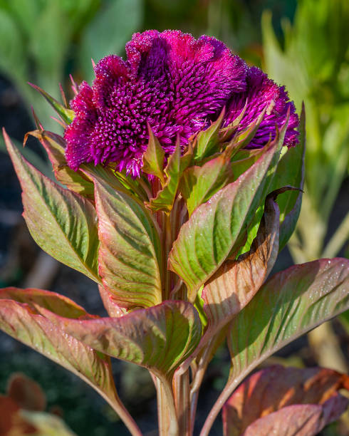 istock Cockscomb flower, Celosia cristata in the garden 1341501438