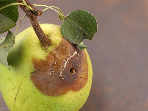 Ripe green apples on old apple tree  in Normandy