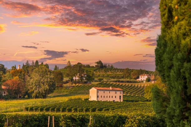 viñedos de prosecco en corbanese (tv) - veneto fotografías e imágenes de stock