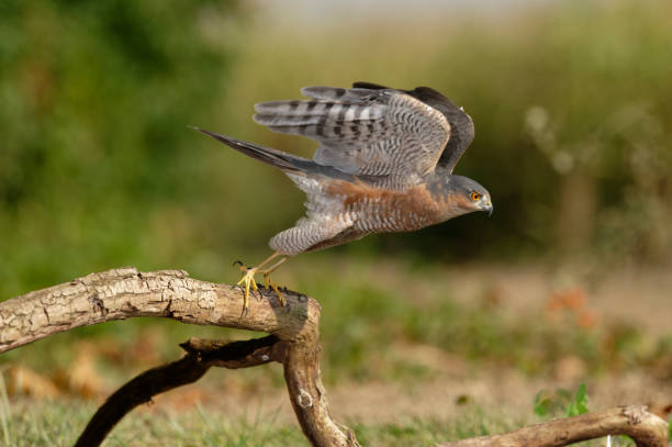 istock male eurasian sparrowhawk 1341503188