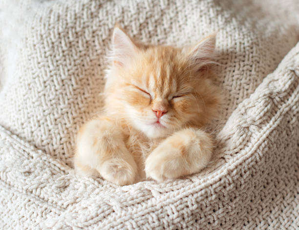 istock Peaceful orange red tabby cat male kitten curled up sleeping. White background 1341505343