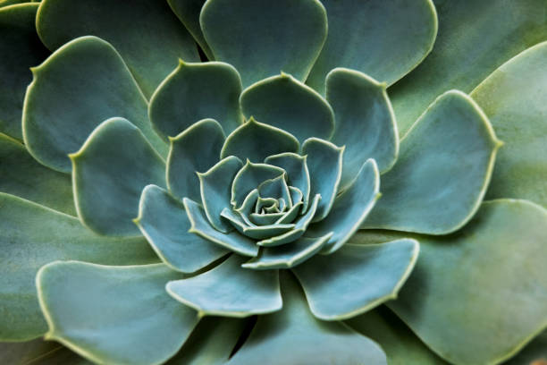 istock Geometrically regular shaped flower green color 1341510107