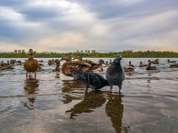 istock Ducks and pigeons are walking on the water. Close-up. 1341510324