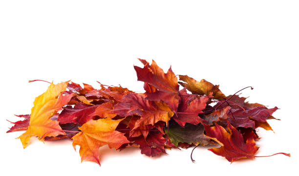 istock Heap of different colorful Maple leaves isolated on white background. Selective focus. 1341511780